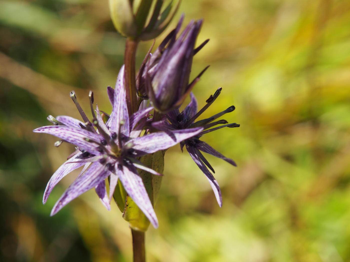 Felwort flower